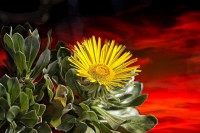 /album/fotogaleria-fotografia-macro/calella-2-640x480-jpg/